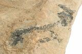 Three Discosauriscus (Permian Reptiliomorph) With Pos/Neg Split #125592-4